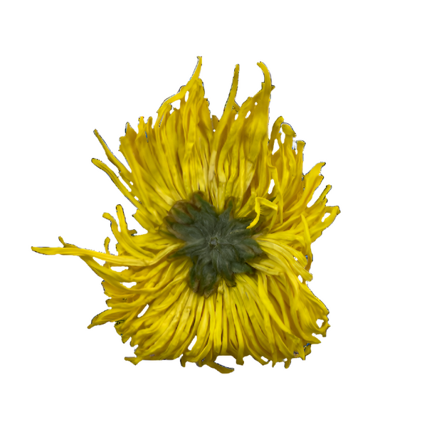 Golden Royal Chrysanthemum 金絲皇菊