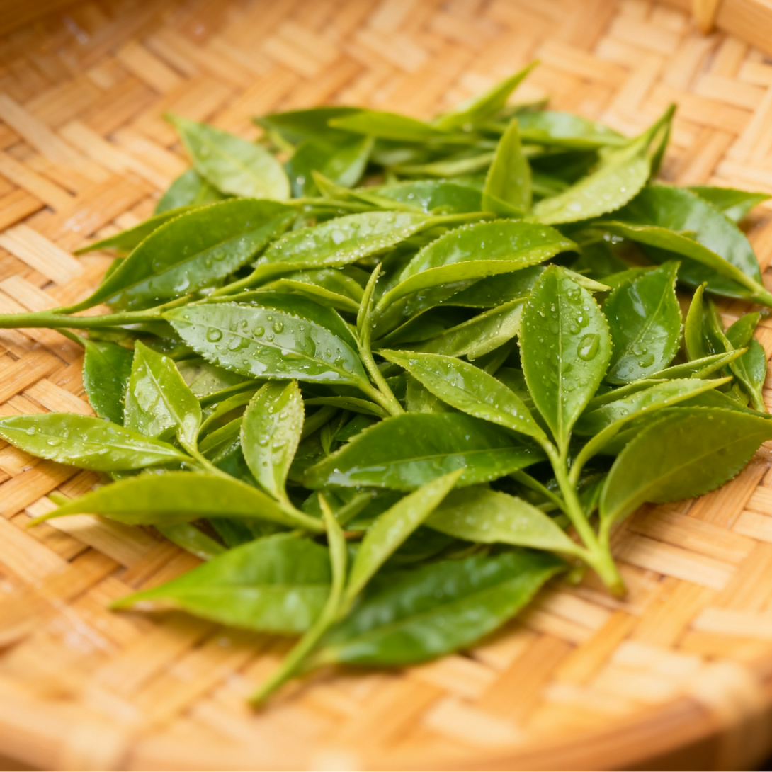 Fresh green tea leaves with dew drops on a woven bamboo tray