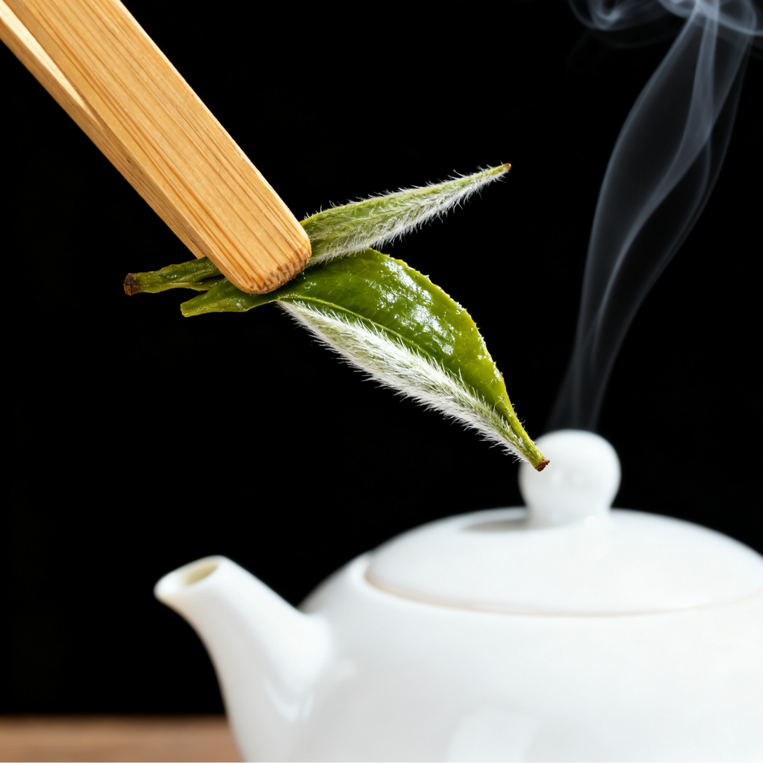 Green tea leaf held by bamboo chopsticks over a white teapot with steam on a black background.