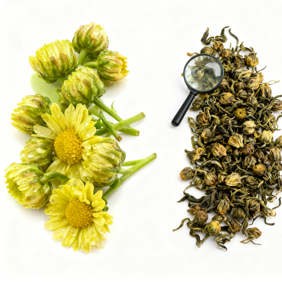 Fresh chrysanthemum flowers and dried chrysanthemum tea buds with magnifying glass on white background, herbal tea concept