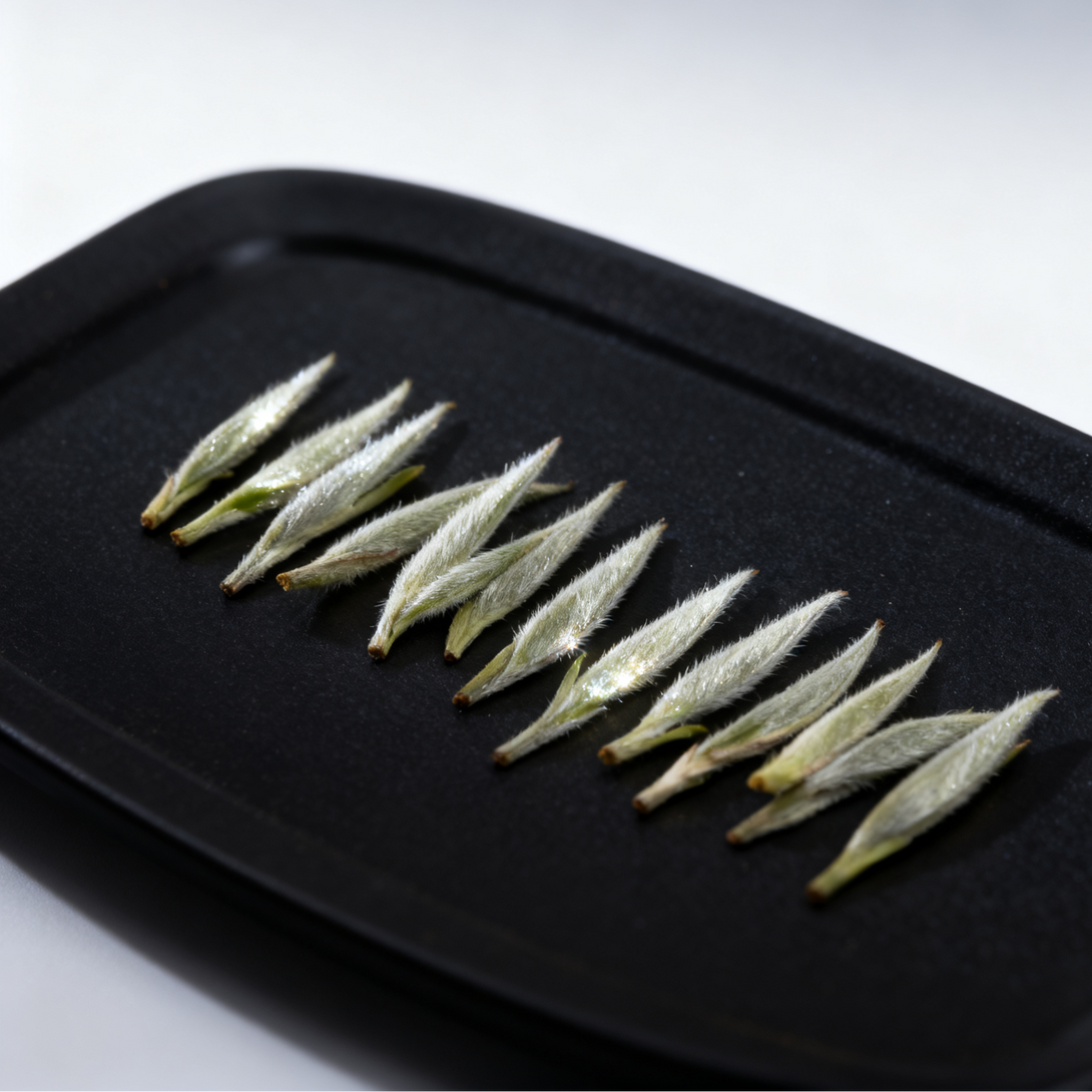 Premium white tea buds (Silver Needle) displayed on black tray with white background, high grade Chinese white tea