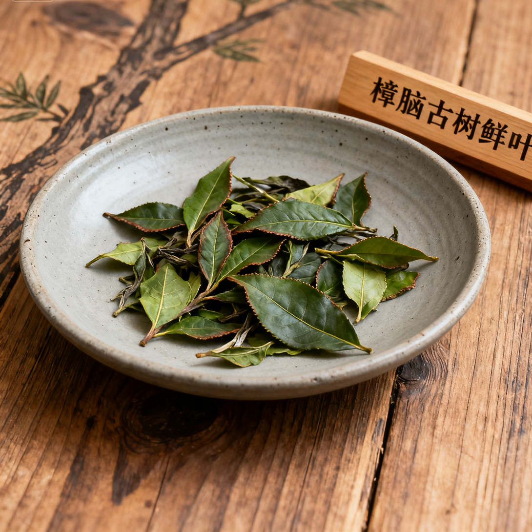 Fresh tea leaves on a ceramic plate with a wooden label reading "Camphor Ancient Tree Fresh Leaves."